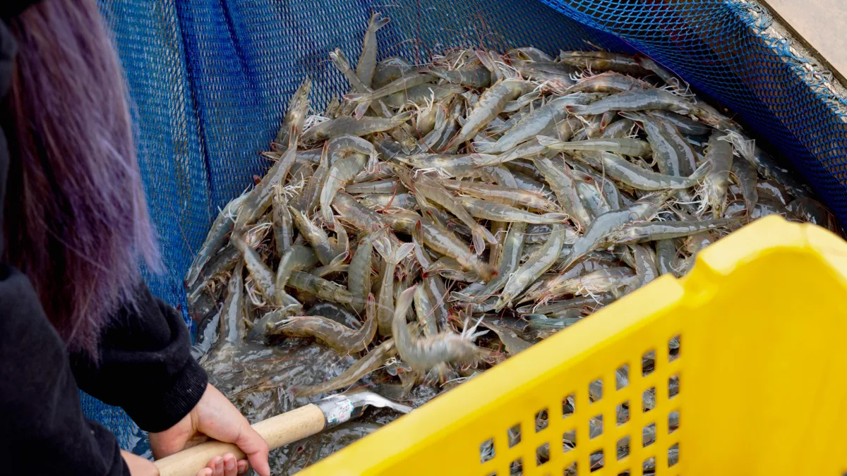 충남 당진시 송악읍 농장길 336-42 거북왕수산 양식장에서 건져 올린 새우. 흰다리새우 1kg은 스마트스토어에서 29,800원.